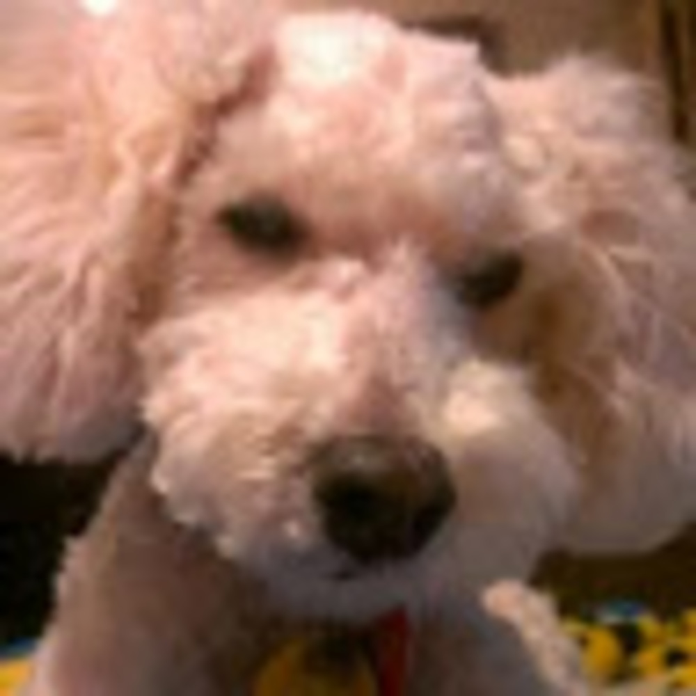 Meet your Posher, Brad